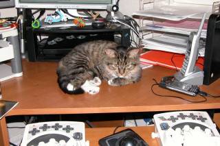 Cat on desk