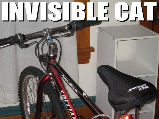 invisible cat